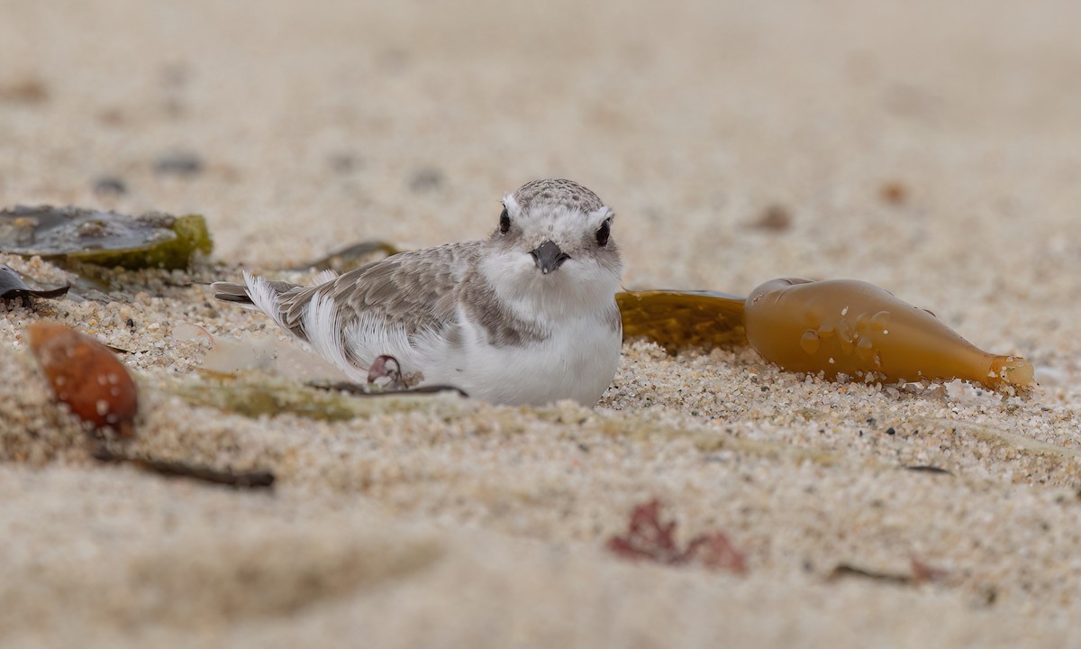 Snowy Plover (Northern) - ML642637578