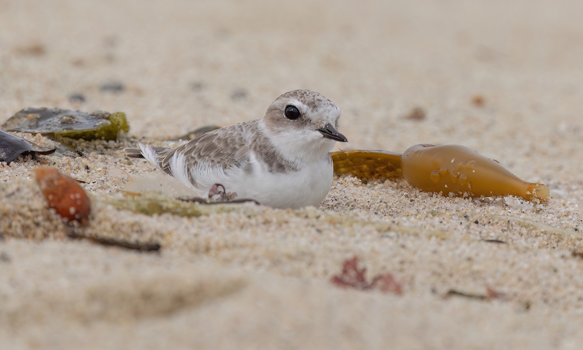 Snowy Plover (Northern) - ML642637579