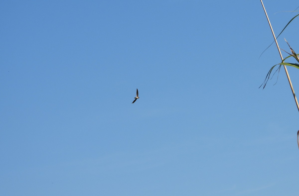 Australian Swiftlet - ML642637582