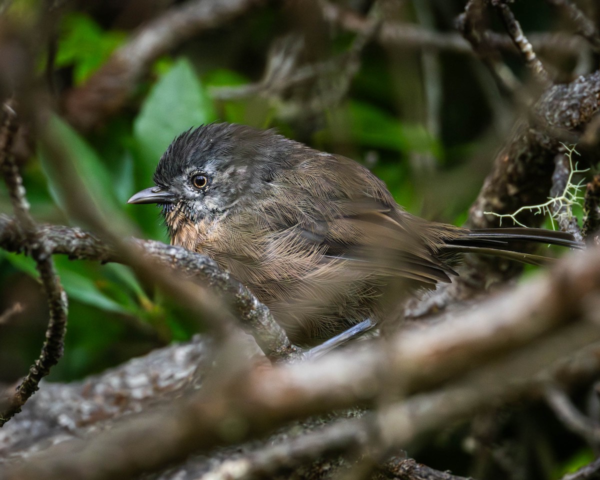 Wrentit - ML642637617