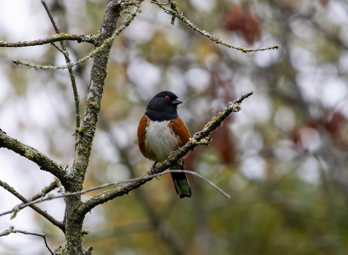 Spotted Towhee (oregonus Group) - ML642637654