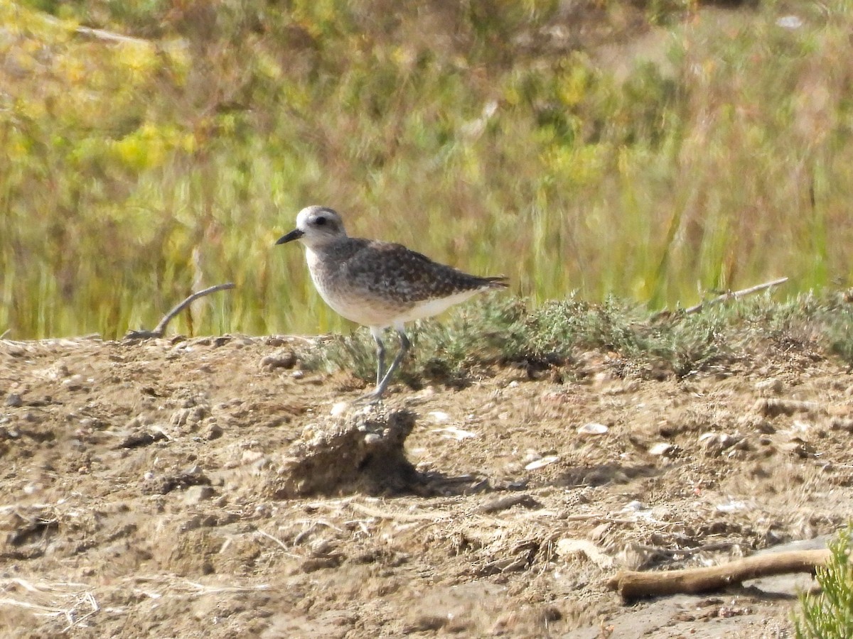 Black-bellied Plover - ML642637656