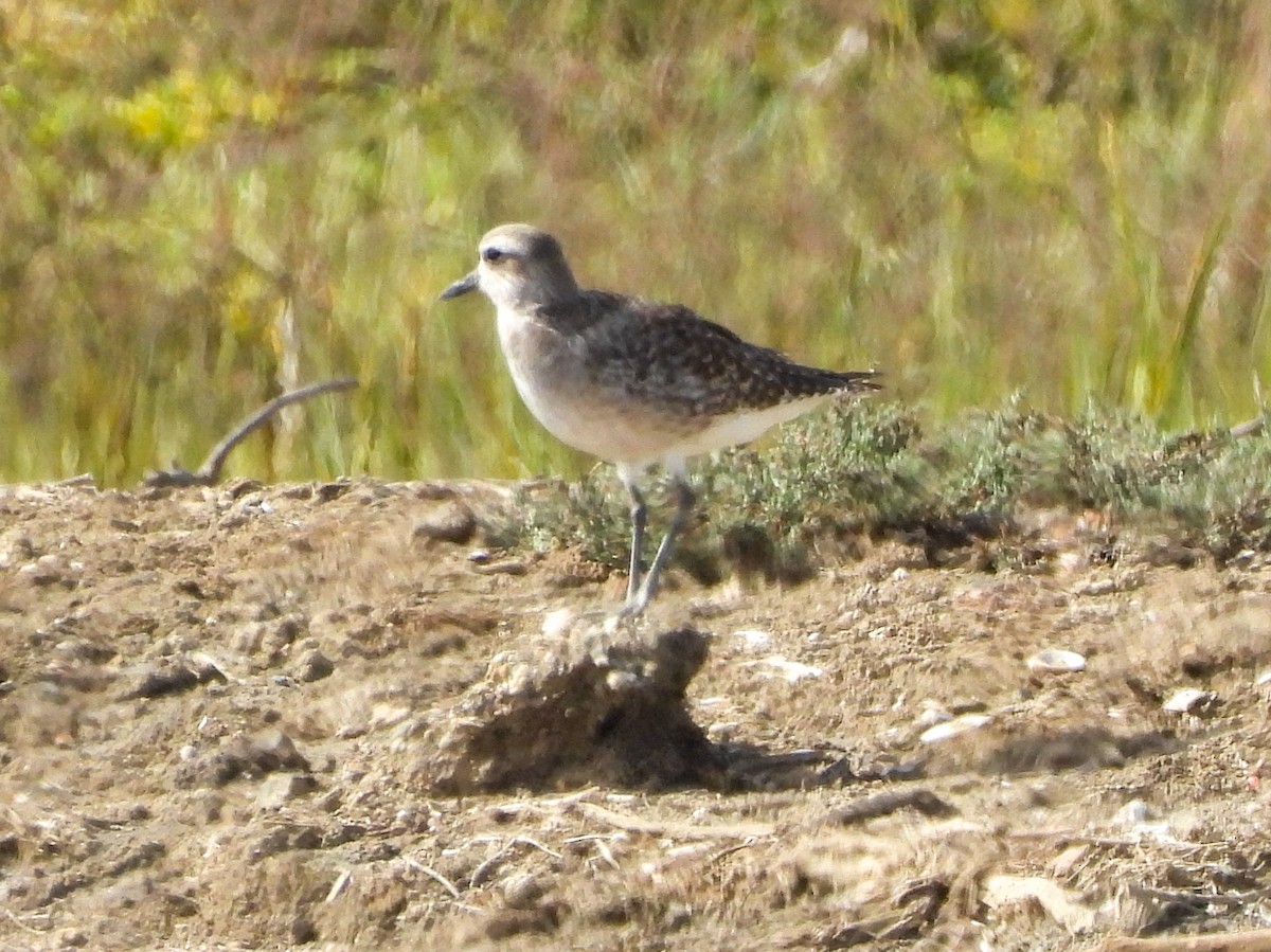 Black-bellied Plover - ML642637662