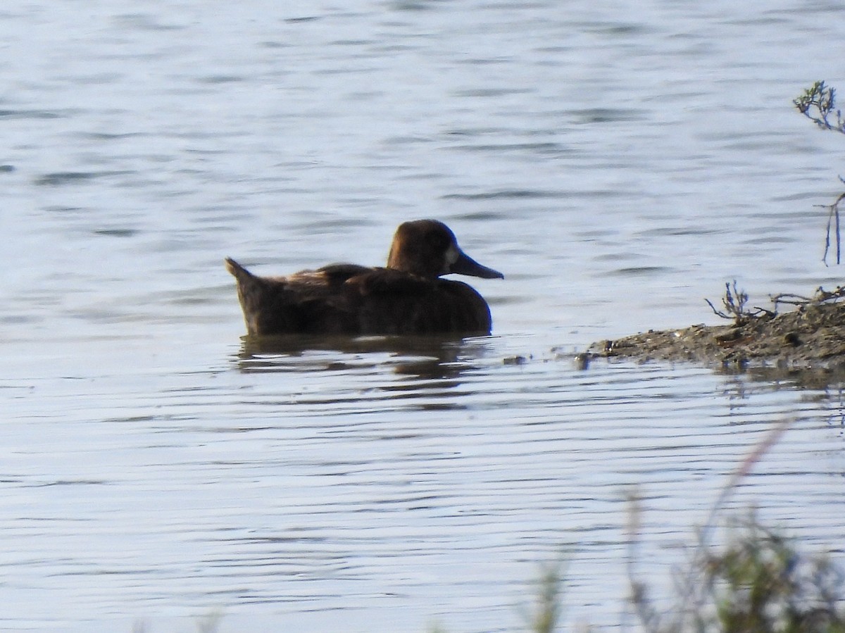 Lesser Scaup - ML642637665