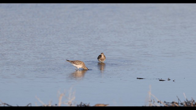 Pectoral Sandpiper - ML642637676