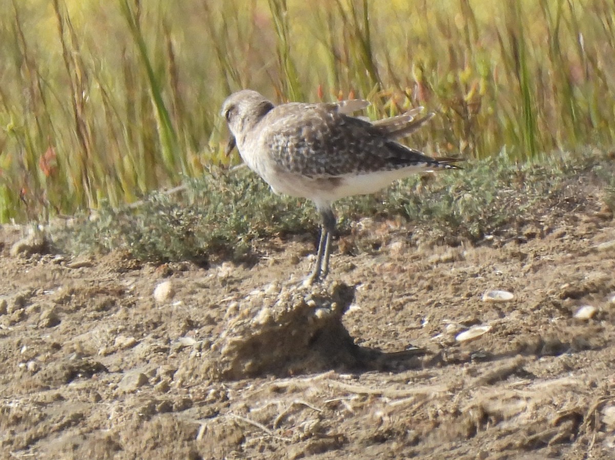 Black-bellied Plover - ML642637678
