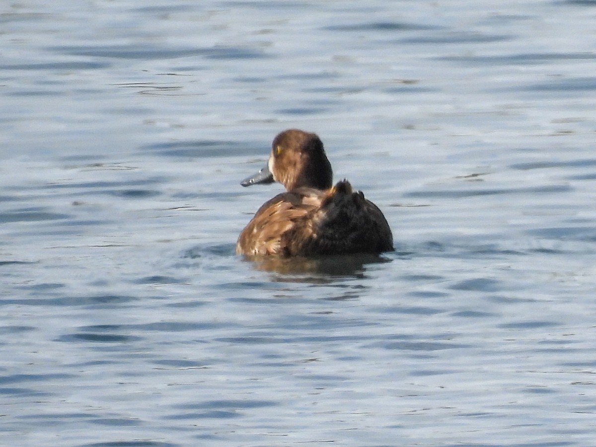 Lesser Scaup - ML642637681
