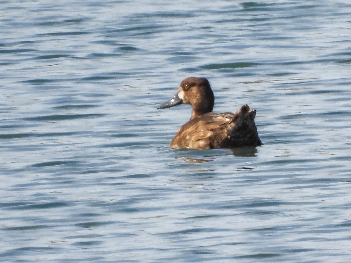 Lesser Scaup - ML642637691