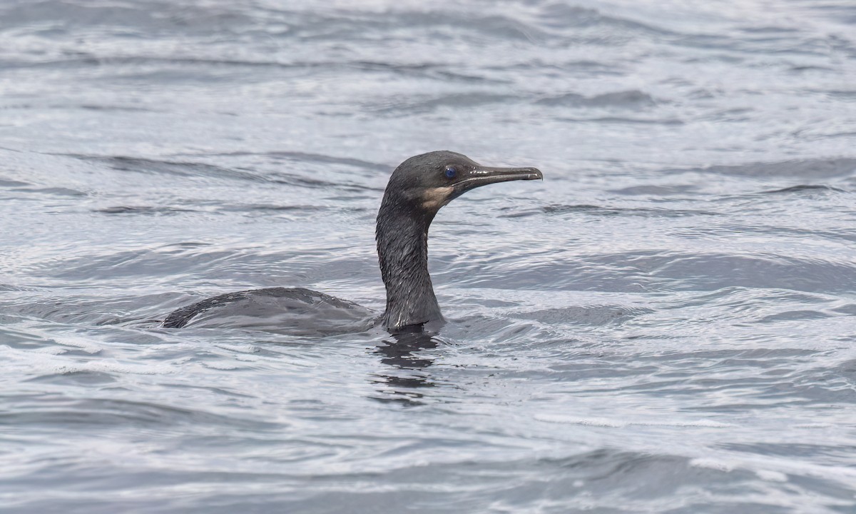 Cormoran de Brandt - ML642637693