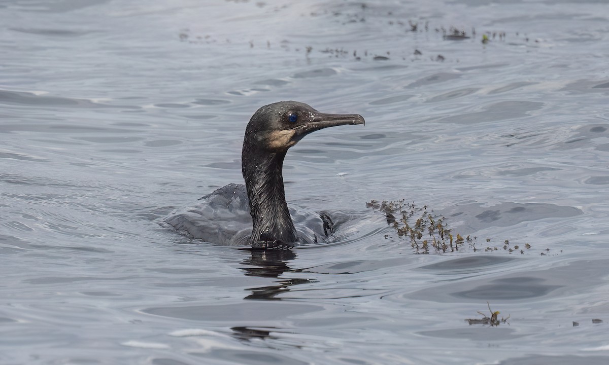 Cormoran de Brandt - ML642637694