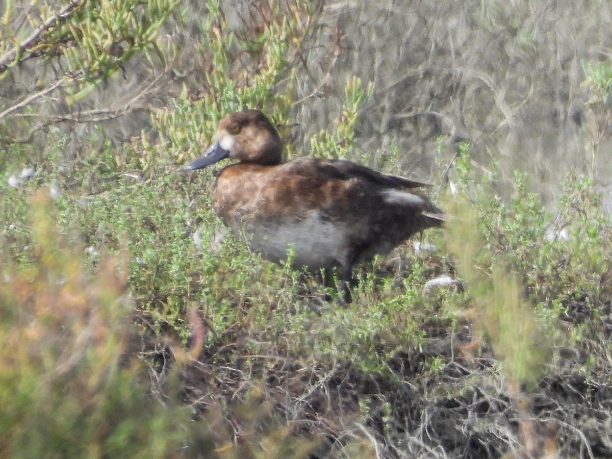 Lesser Scaup - ML642637700