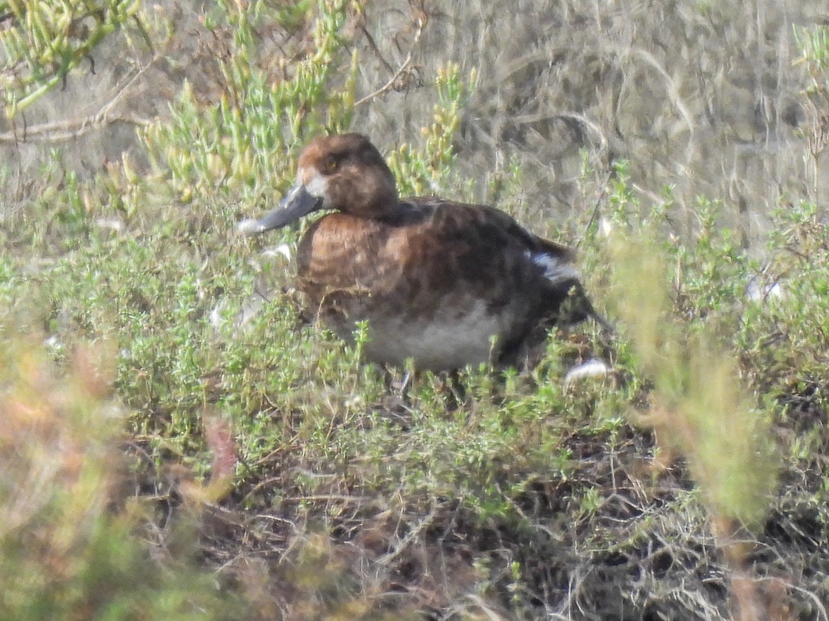 Lesser Scaup - ML642637703
