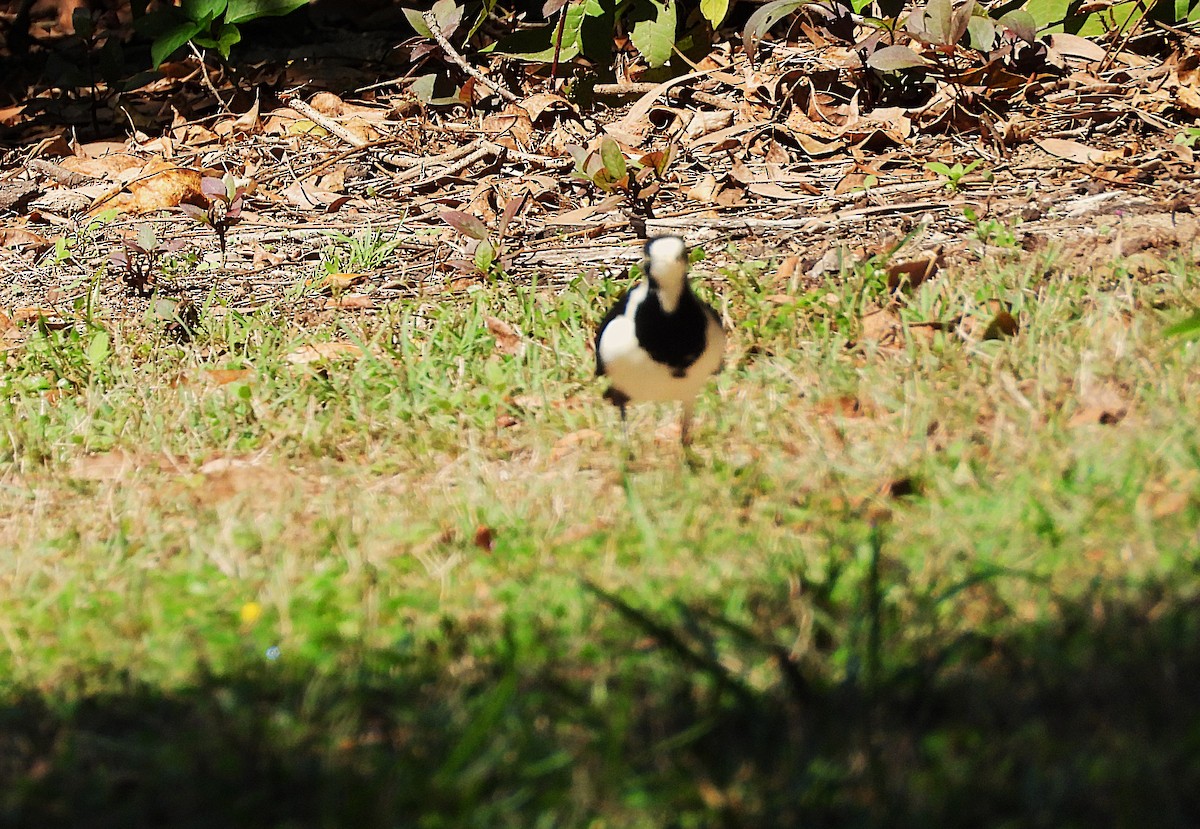 Magpie-lark - ML642637704