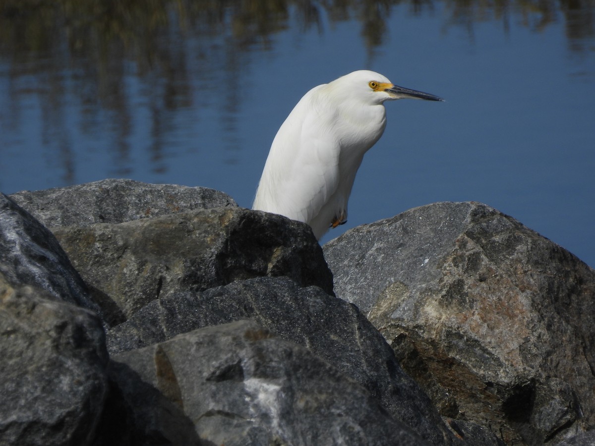 Snowy Egret - ML642637713