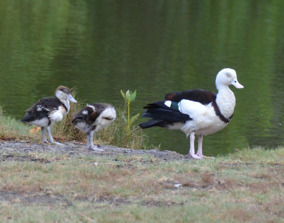 Radjah Shelduck - ML642637725