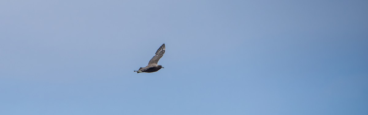 Brown Skua (Subantarctic) - ML642637741