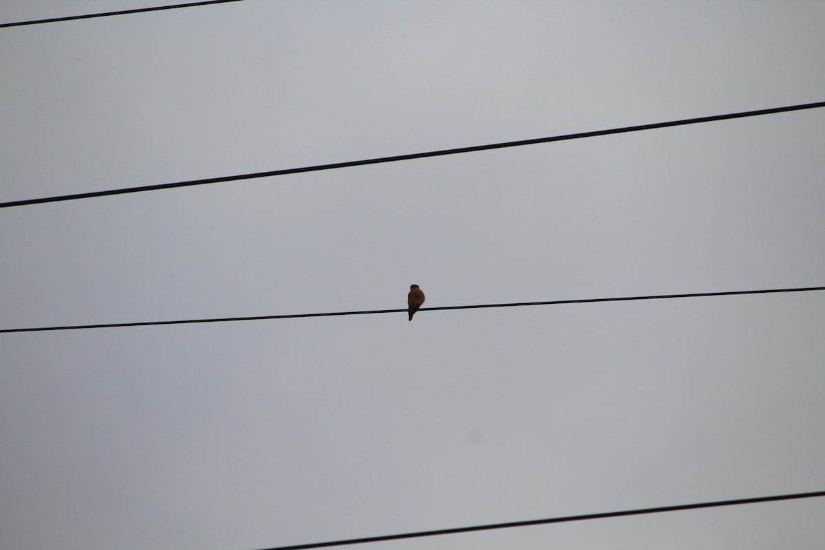 Nankeen Kestrel - ML642637743