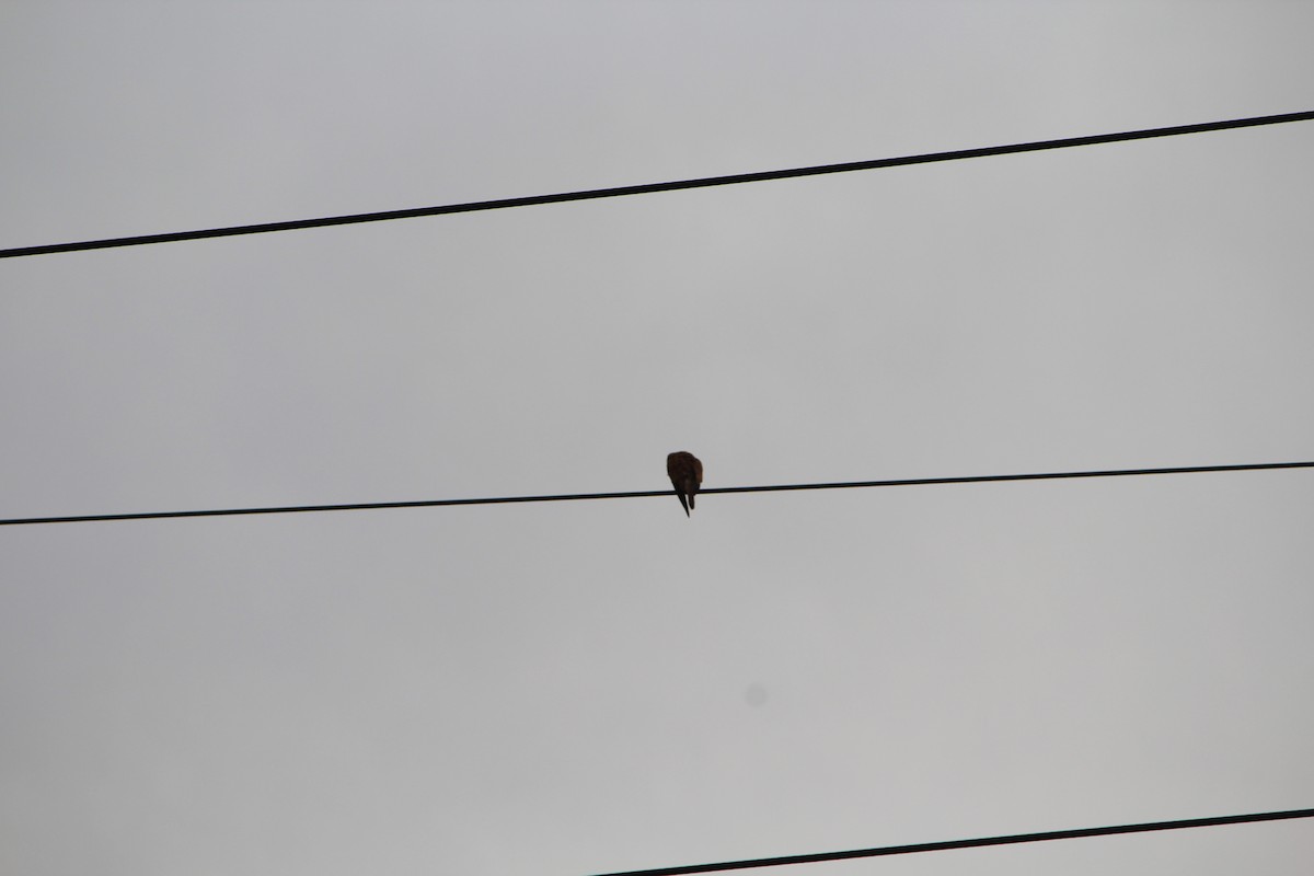 Nankeen Kestrel - ML642637744
