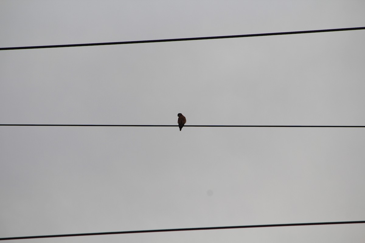 Nankeen Kestrel - ML642637745