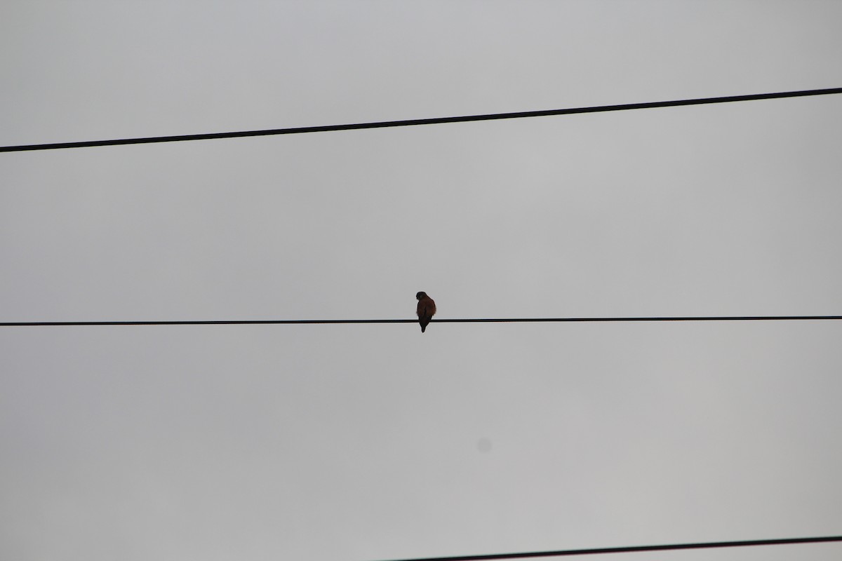 Nankeen Kestrel - ML642637746