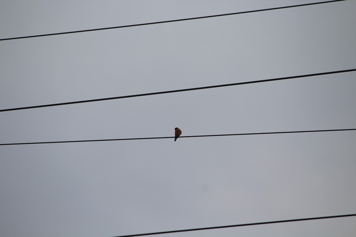 Nankeen Kestrel - ML642637747