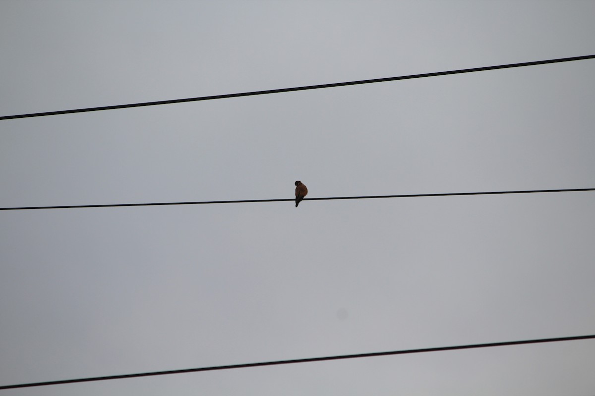 Nankeen Kestrel - ML642637748