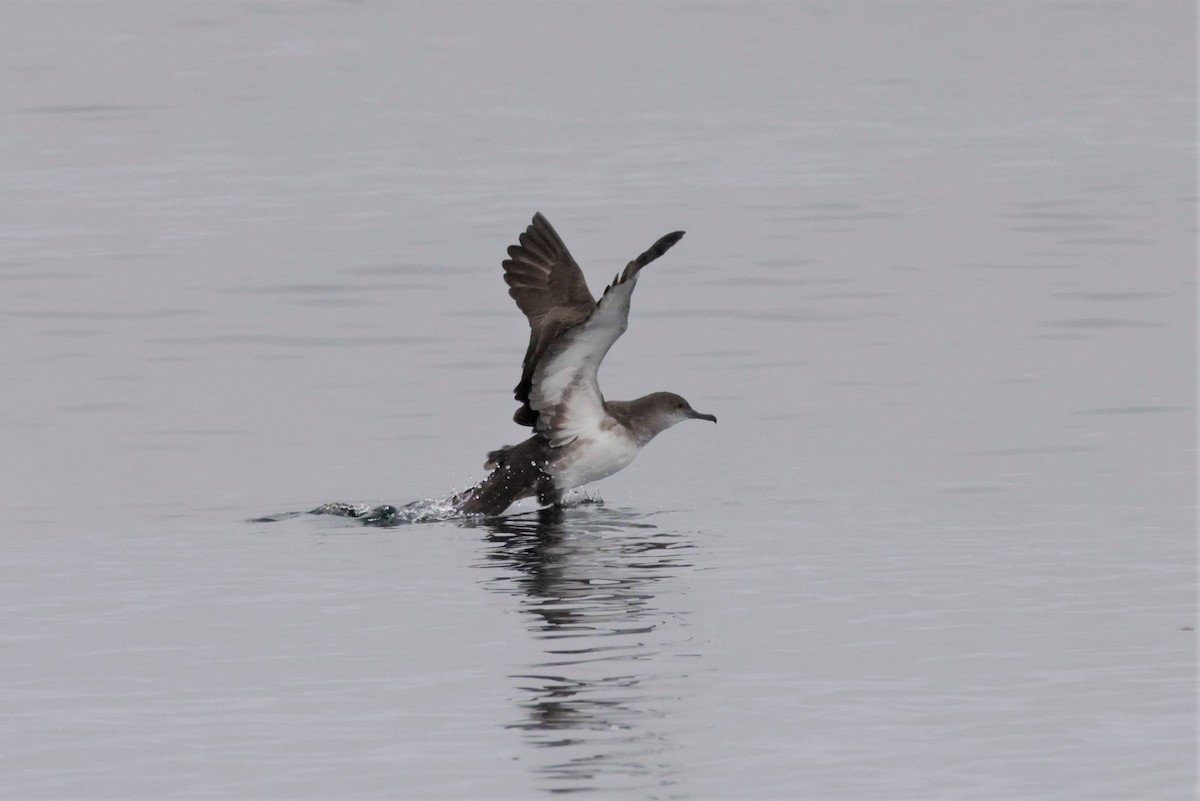 Black-vented Shearwater - ML642637752