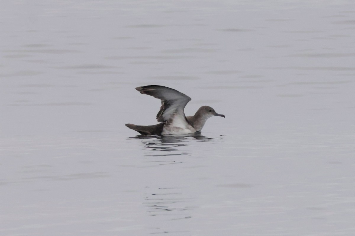 Black-vented Shearwater - ML642637753