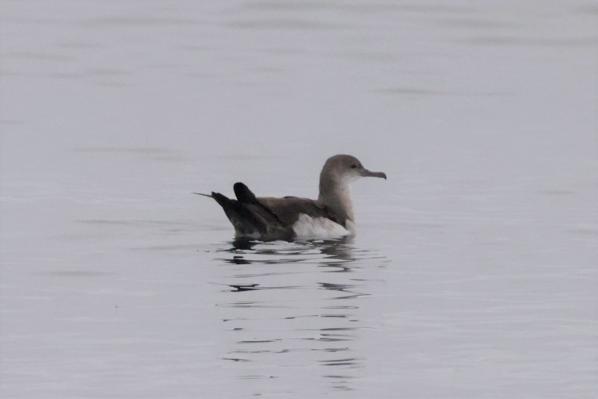 Black-vented Shearwater - ML642637754