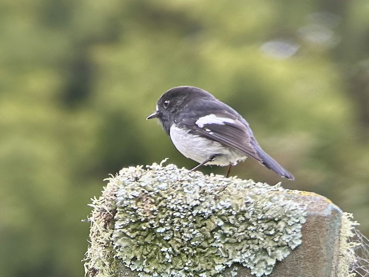 Tomtit Bülbülü - ML642637776