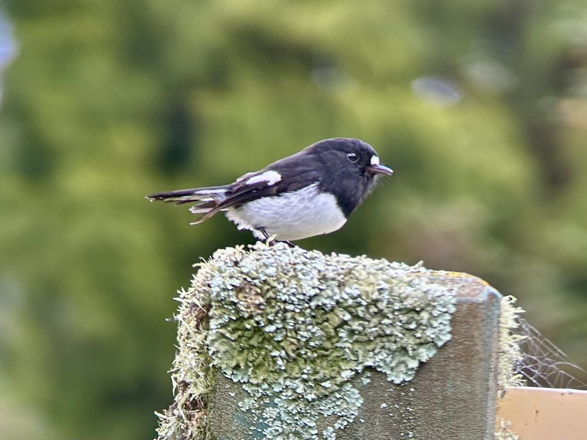 Tomtit Bülbülü - ML642637778