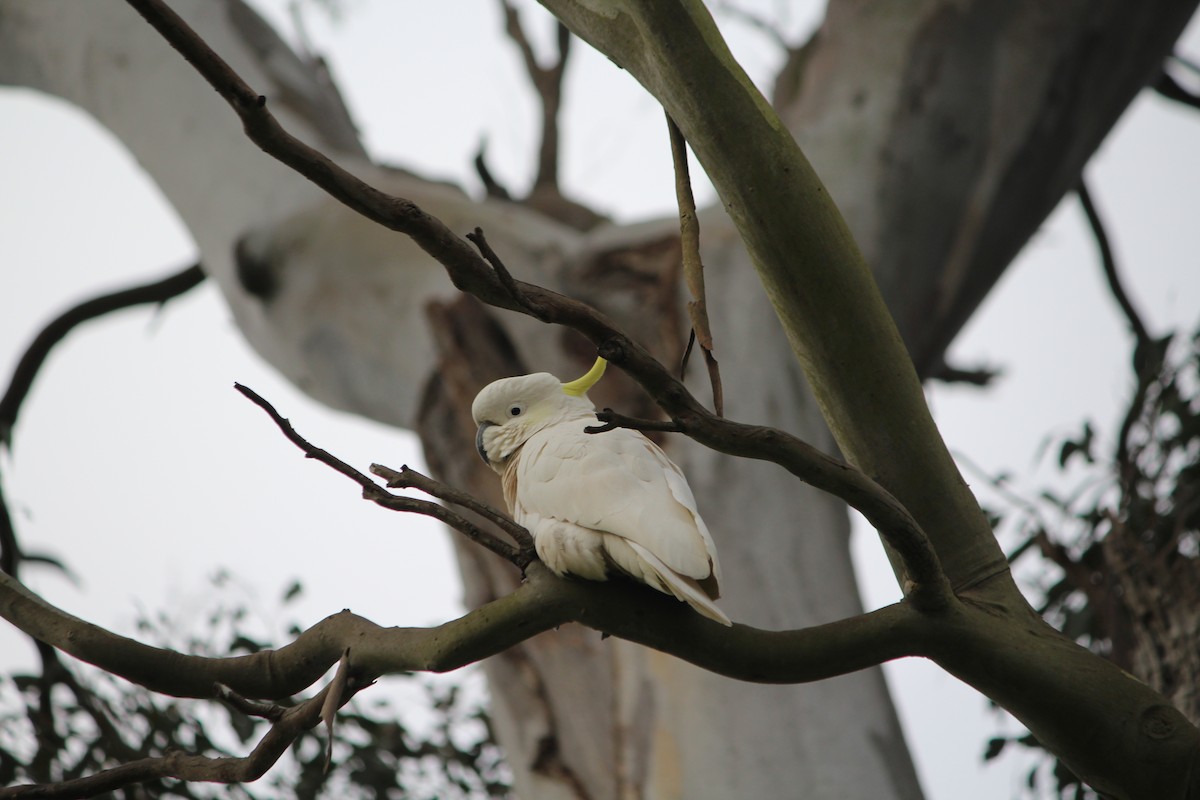 Sulphur-crested Cockatoo - ML642637782