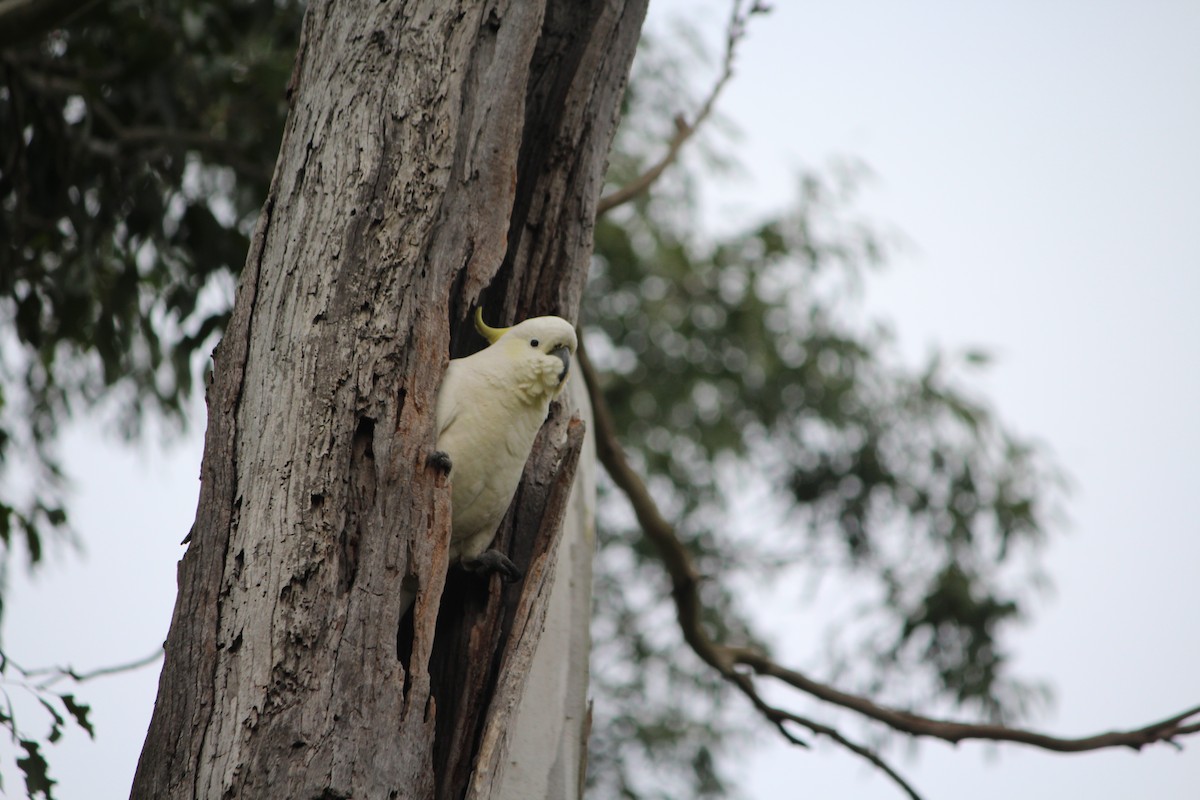 Sulphur-crested Cockatoo - ML642637783