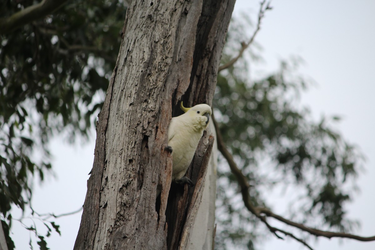 Sulphur-crested Cockatoo - ML642637784