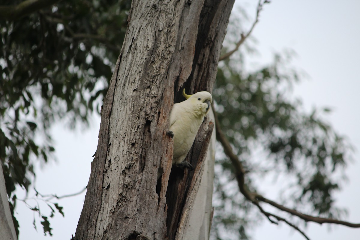 Sulphur-crested Cockatoo - ML642637785