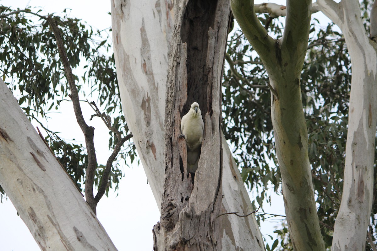 Sulphur-crested Cockatoo - ML642637786