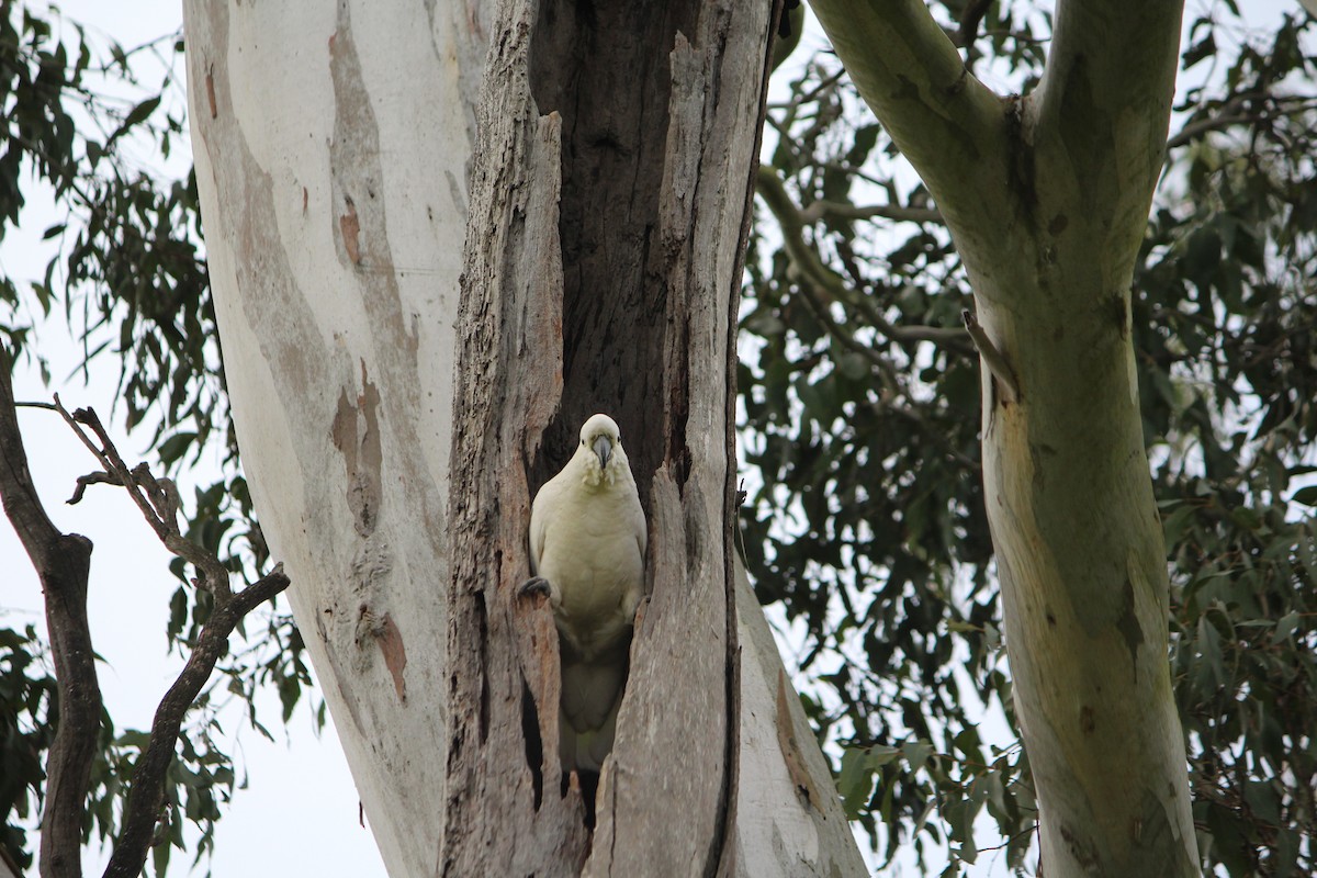 Sulphur-crested Cockatoo - ML642637787
