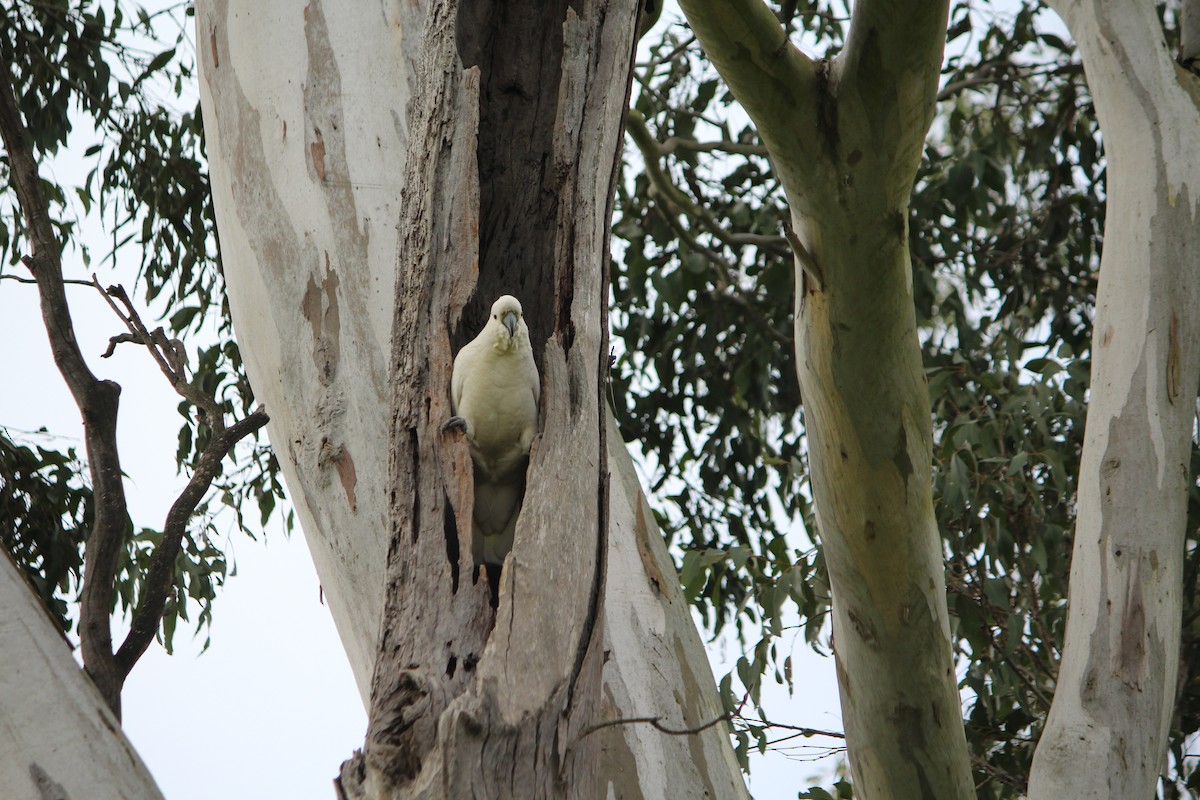 Sulphur-crested Cockatoo - ML642637788