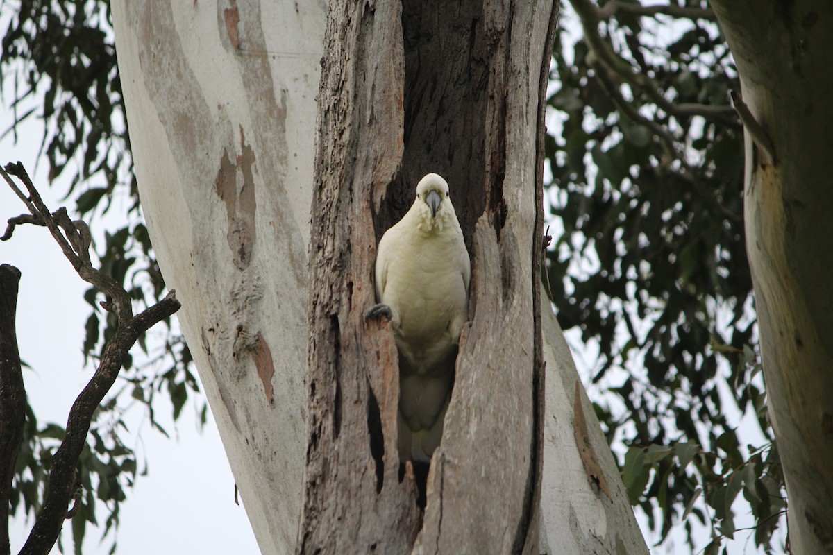 Sulphur-crested Cockatoo - ML642637789