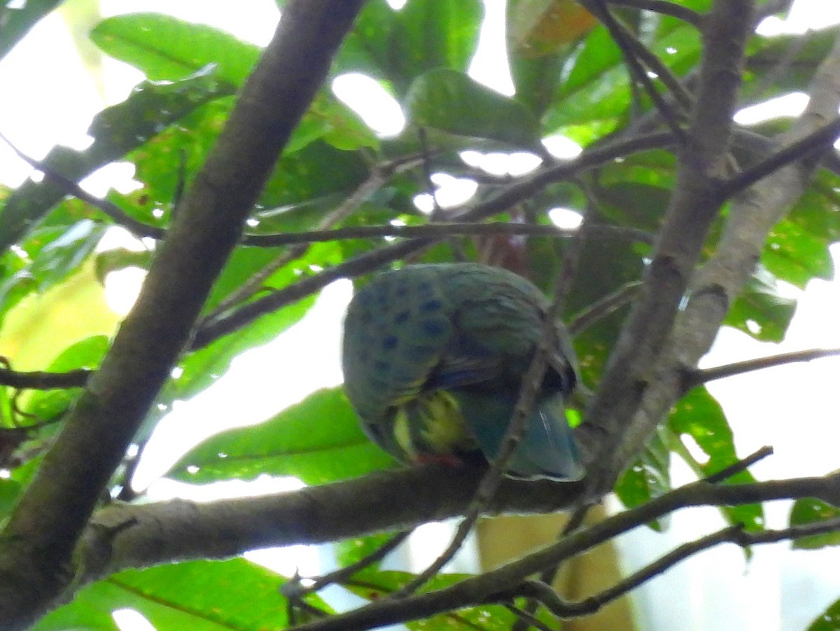 Superb Fruit-Dove - ML642637791