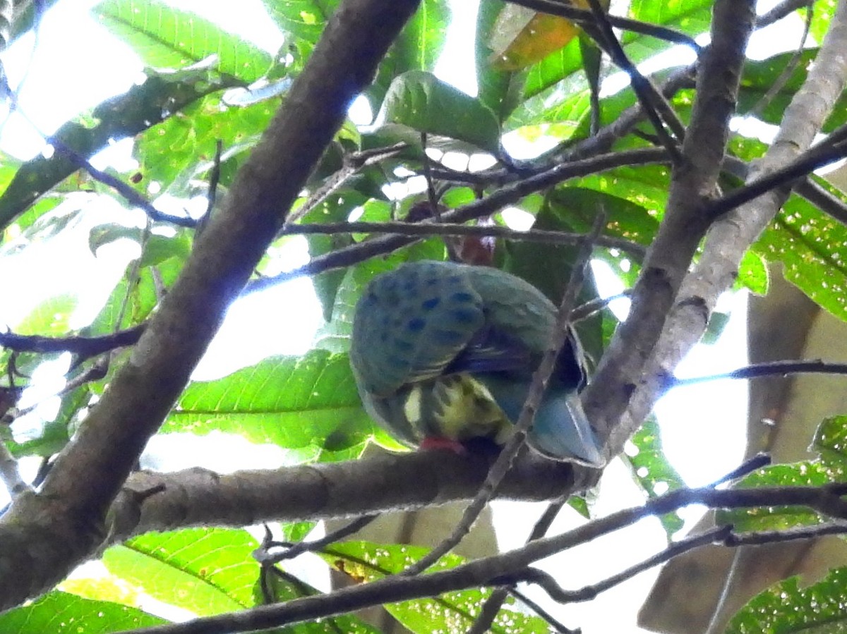 Superb Fruit-Dove - ML642637792