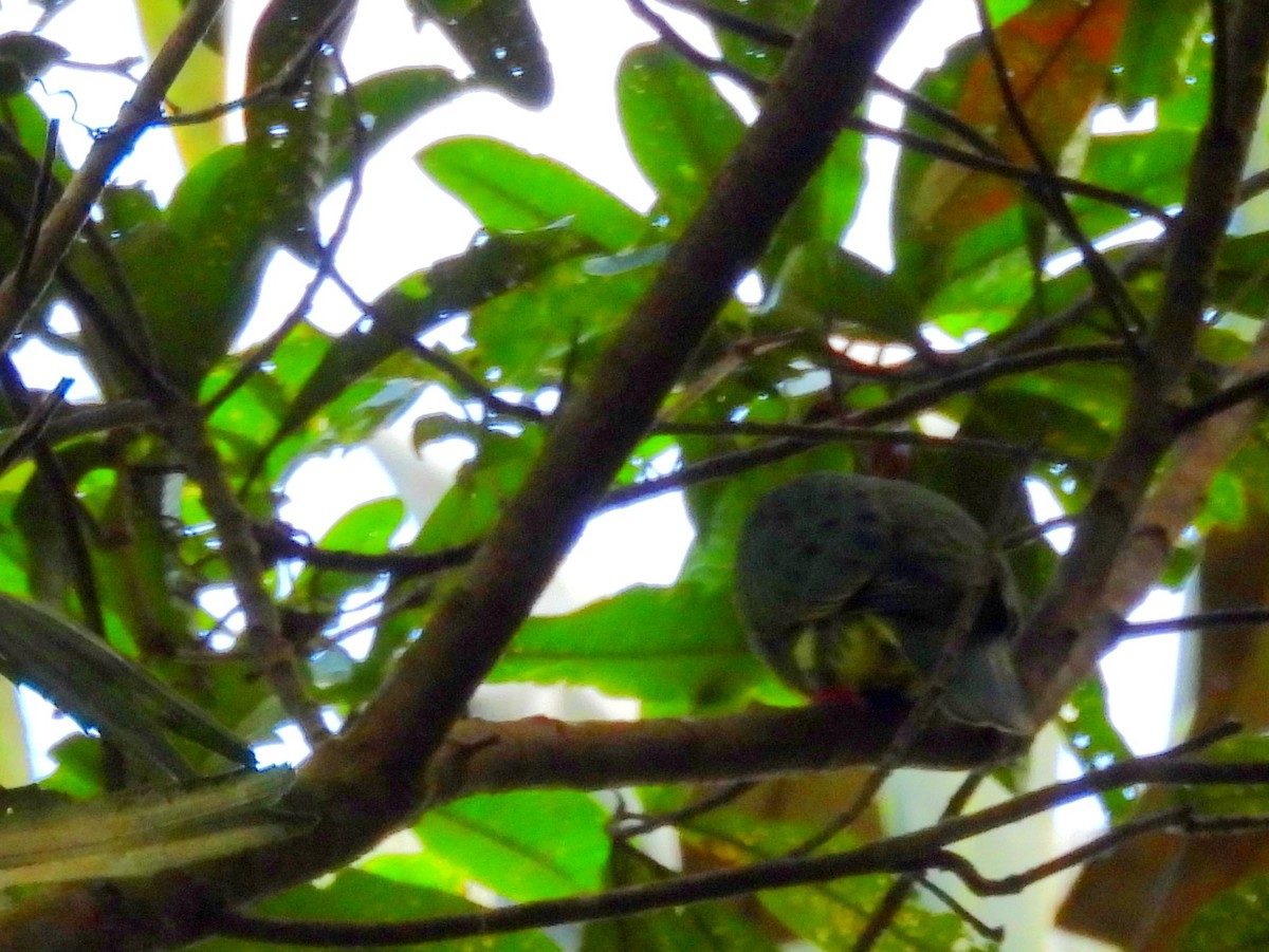 Superb Fruit-Dove - ML642637793