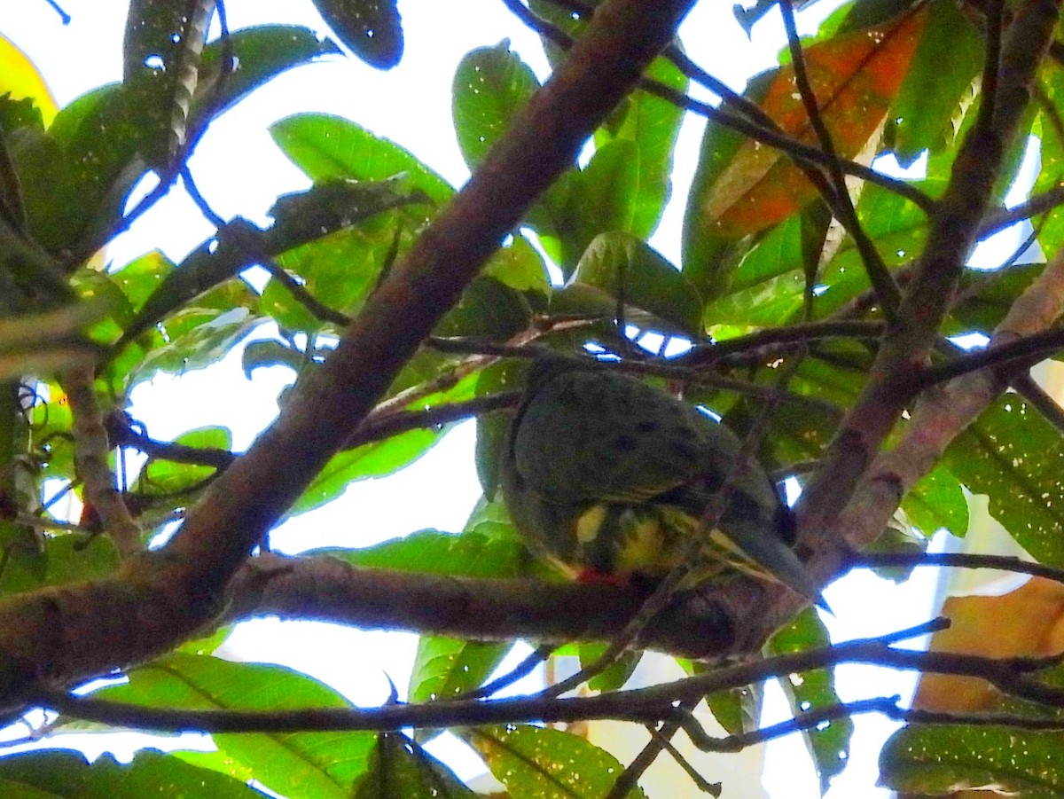 Superb Fruit-Dove - ML642637794
