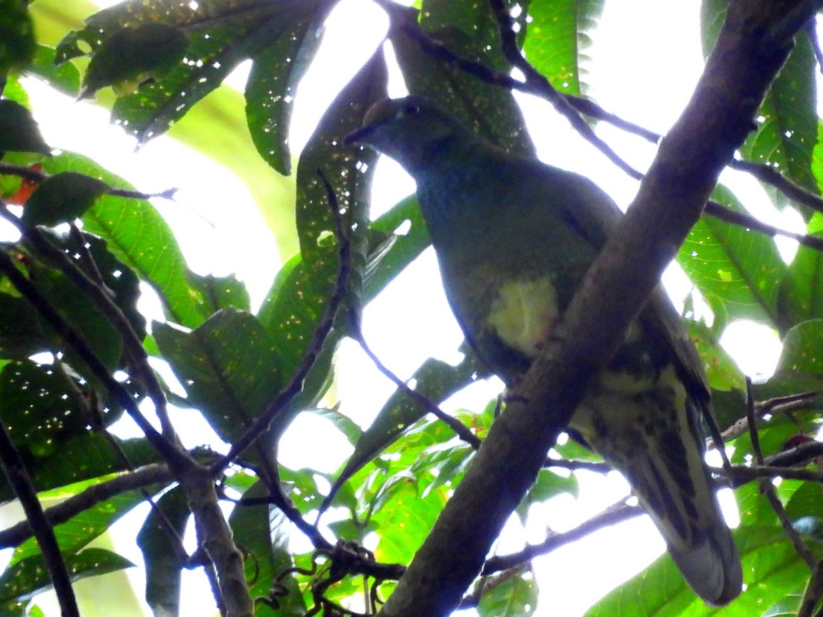 Superb Fruit-Dove - ML642637795