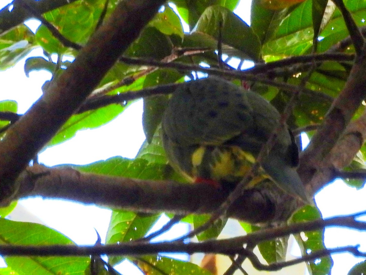 Superb Fruit-Dove - ML642637796