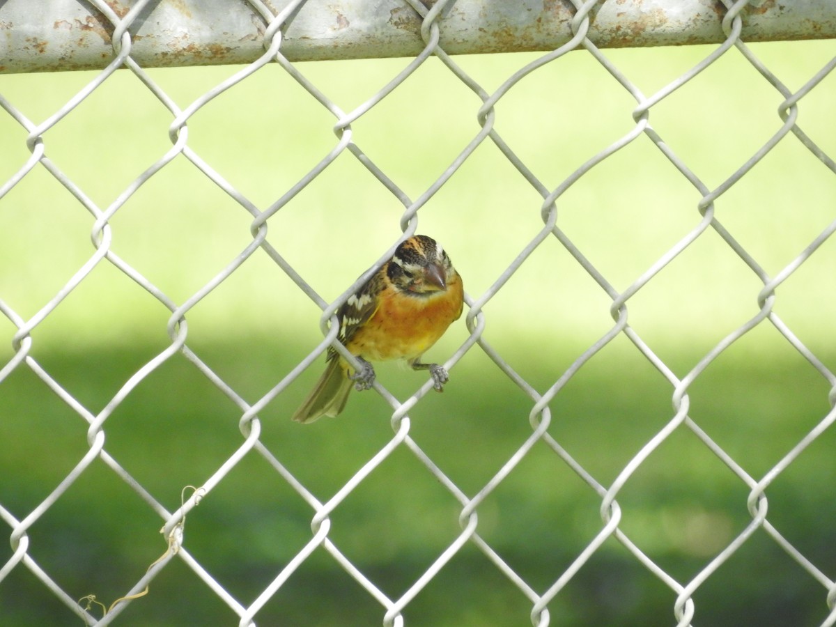 Black-headed Grosbeak - ML642637821