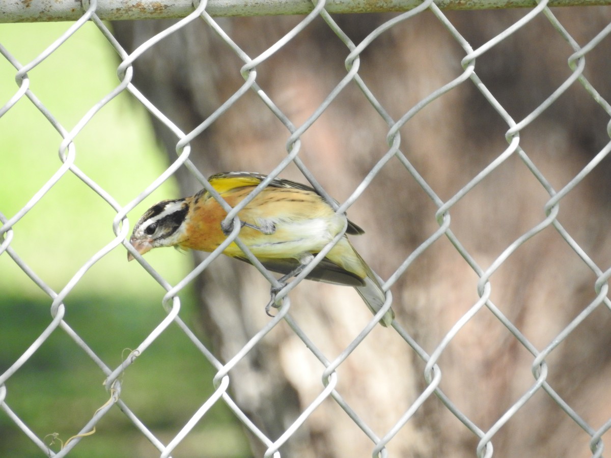 Black-headed Grosbeak - ML642637822