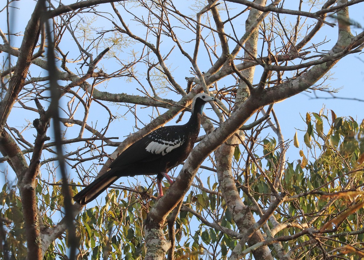 White-throated Piping-Guan - ML642637829
