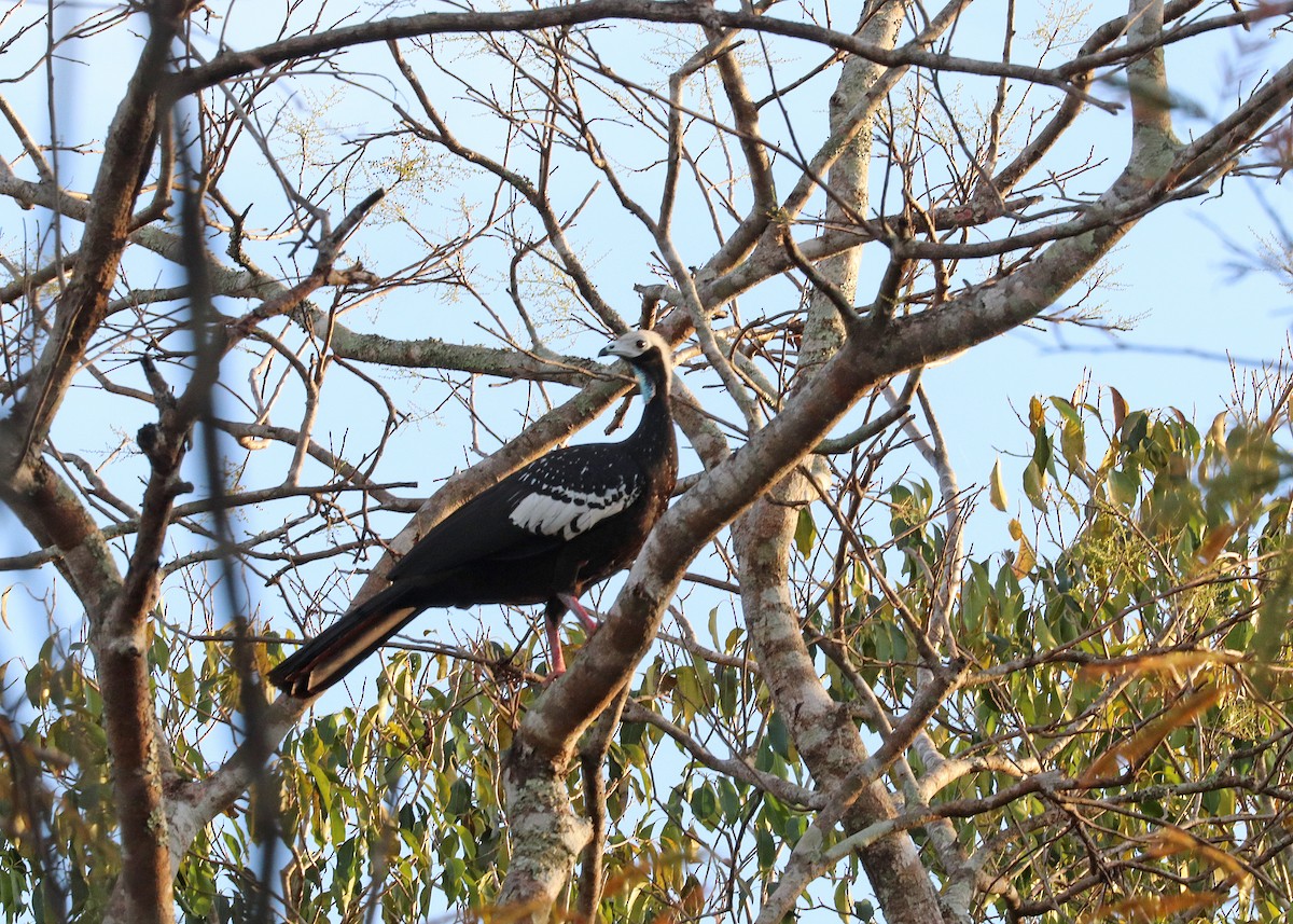 White-throated Piping-Guan - ML642637830