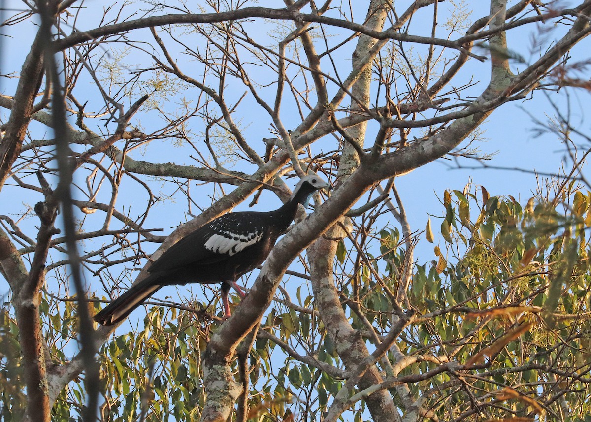 White-throated Piping-Guan - ML642637831